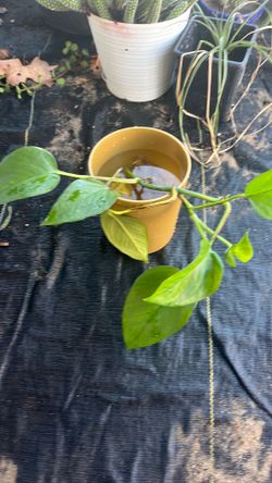 Golden photos plant in water pot