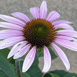 Blooming Purple coneflower (Echinacea anguvstifolia) Live Plant in 5-gallon Container 