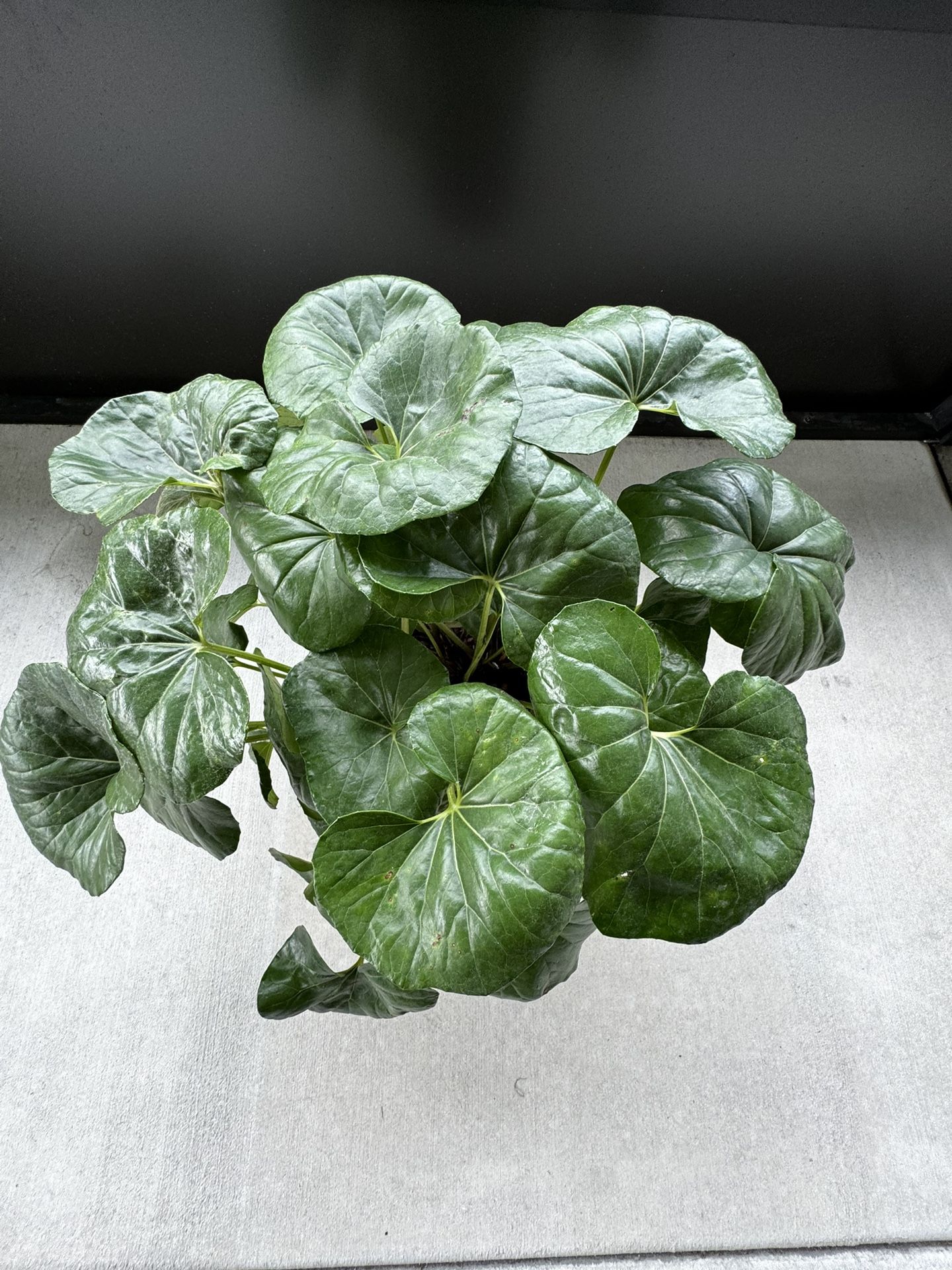 Fargfugium