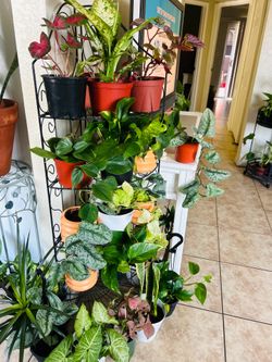 Plants for sale.  10 each