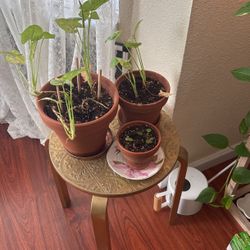 Free Plant Stand/End Tables/Side Tables