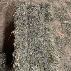 Timothy Orchard Combination Hay