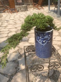 Bonsai Japanese garden Juniper $60 each Bonsai Japanese garden Juniper $60 each