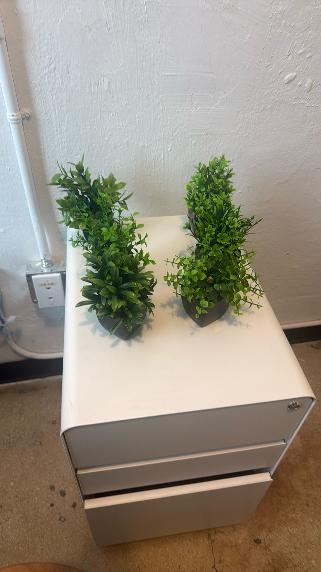 Decorative Plants 