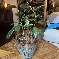 Rubber Plant! Two Stalks, Pot Included