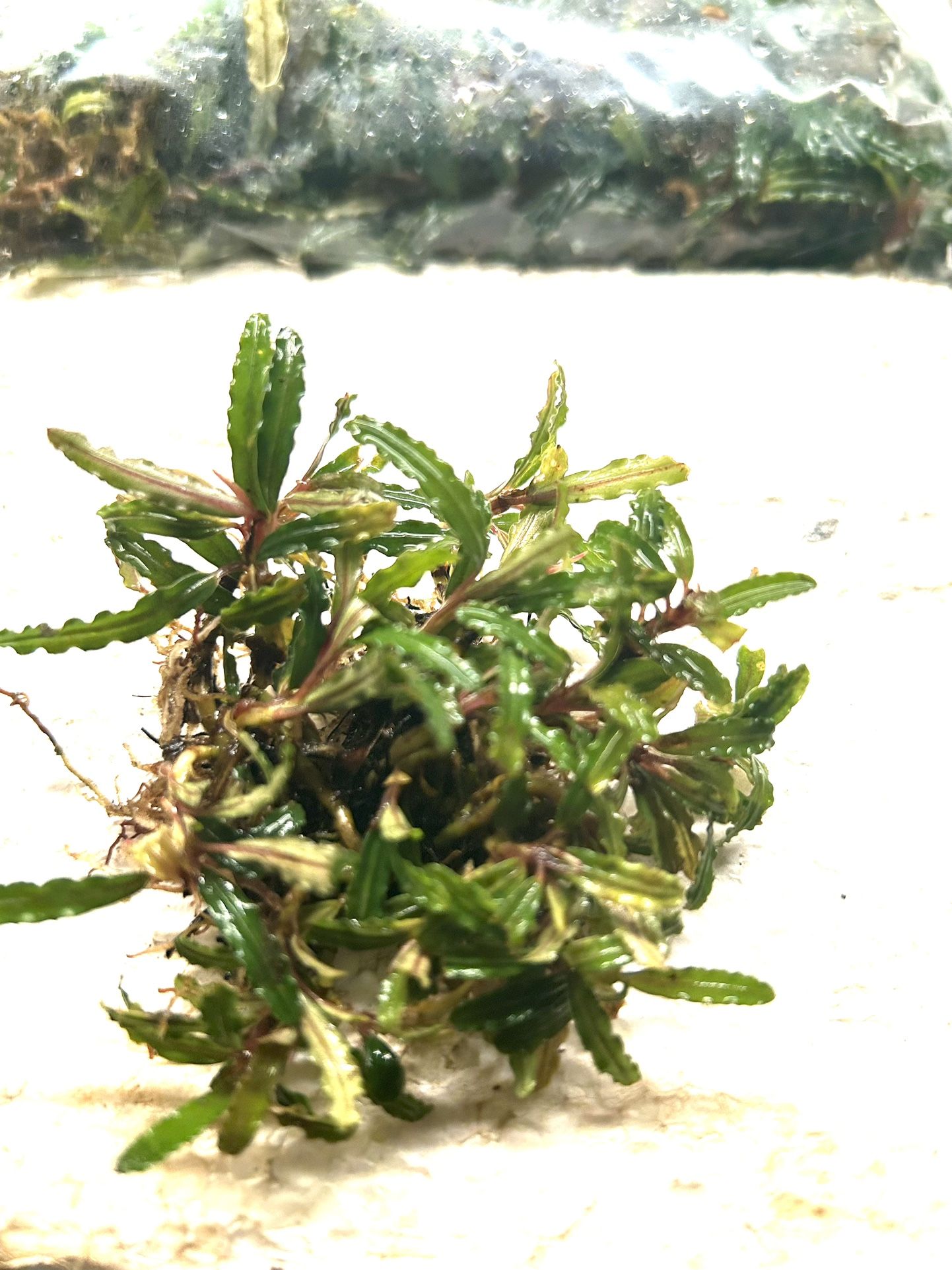 Bucephalandra Catherinae Red Mini Clump