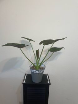Alocasia Wentii