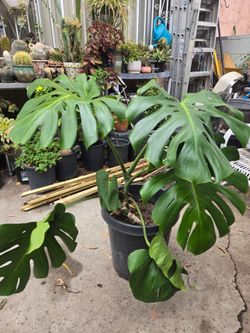 Monstera Deliciosa hojas gigantes