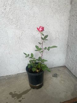 Rose Bush - A Rose Called LOVE