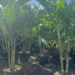 Christmas Palms  7  Feet Tall Instant Privacy Hedge For Fence