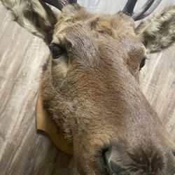 Head 