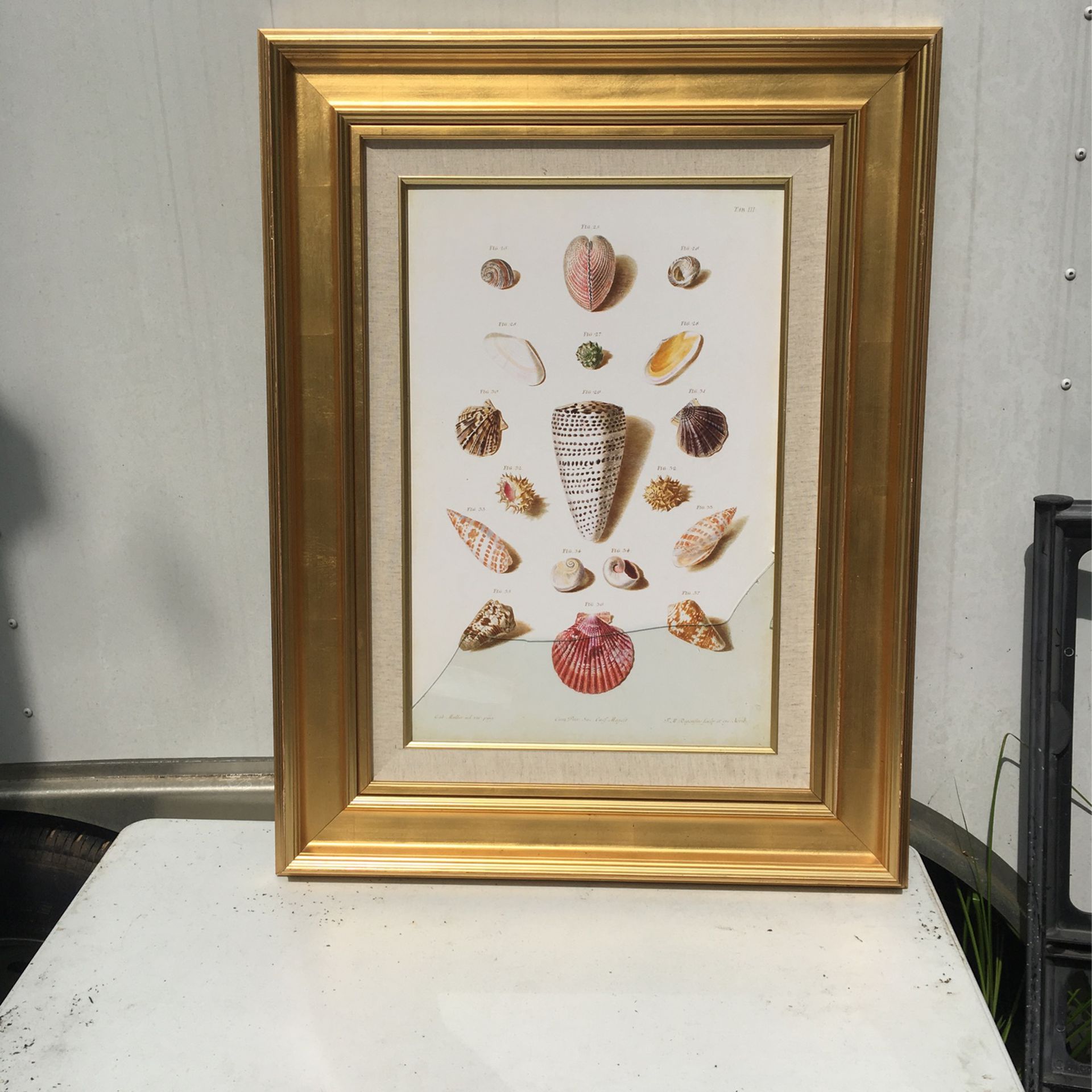Gold / Cloth Frames And Picture S