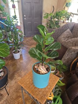 21in tall Fiddle Leaf Fig Plant In New 7in Ceramic Pot With Stones And Shell