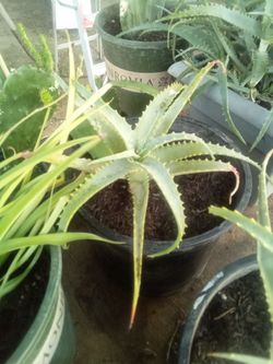 Beautiful Aloe Vera Plant – Perfect for Home or Garden 🌿
Hermosa Planta de Aloe Vera 🌿