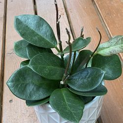 Hoya Australis In Ceramic Pot