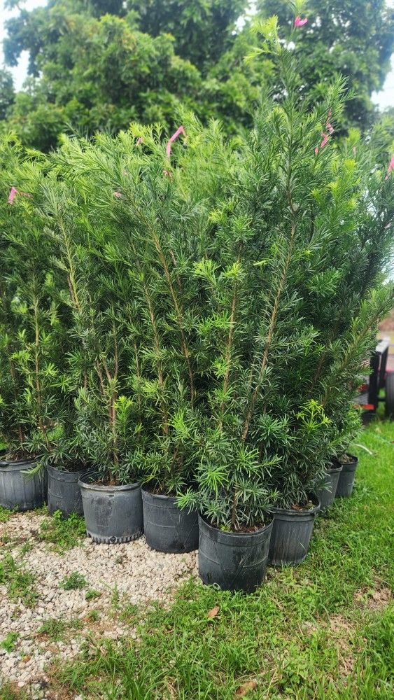 Huge And Beautiful Podocarpus About 6 Feet Tall For Just $35 Instant Privacy Plants Green Fencing Privacy Hedges 
