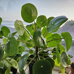 Chinese Money Plants