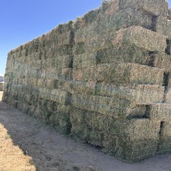 2cut pure alfalfa / 2 corte pura alfalfa