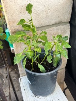 Poblano pepper