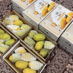 Pakistani Mangos 