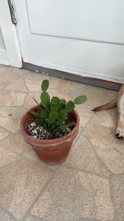 Easter cactus plant