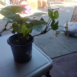 Plants