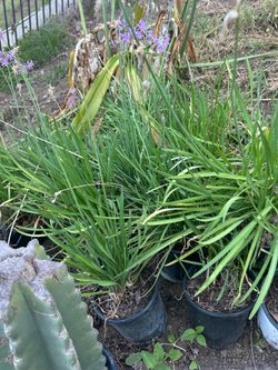 Garlic plants