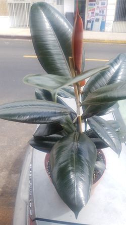 Plantas