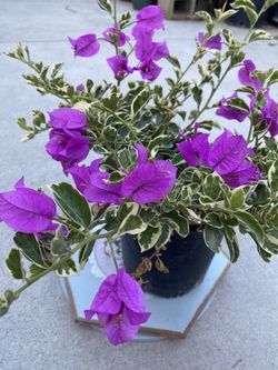 Bougainvillea, Veranera , Camellina Outdoor Plant, In 1 Gallón Pot Pick Up Only