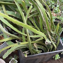 Assorted Dragon fruit (  Pink & Purple Varieties ) Potted Or Cuttings ( Previously Fruited. Huge & Small Aloe Vera, Different Varieties Of Midnight Ca