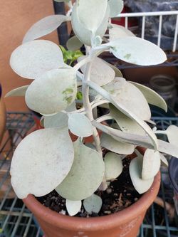 Nice Plant 