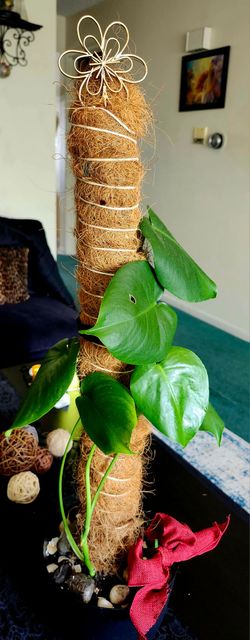 Hermosa planta natural grande