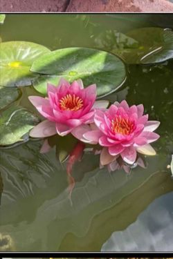 Water Lilly Plant $25 for each pot