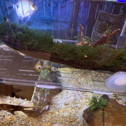  driftwood with fissidens fontanus Moss Fish Tank