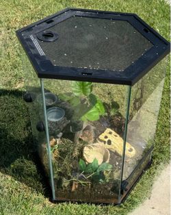 Hexagonal Glass Terrarium with Mesh Top