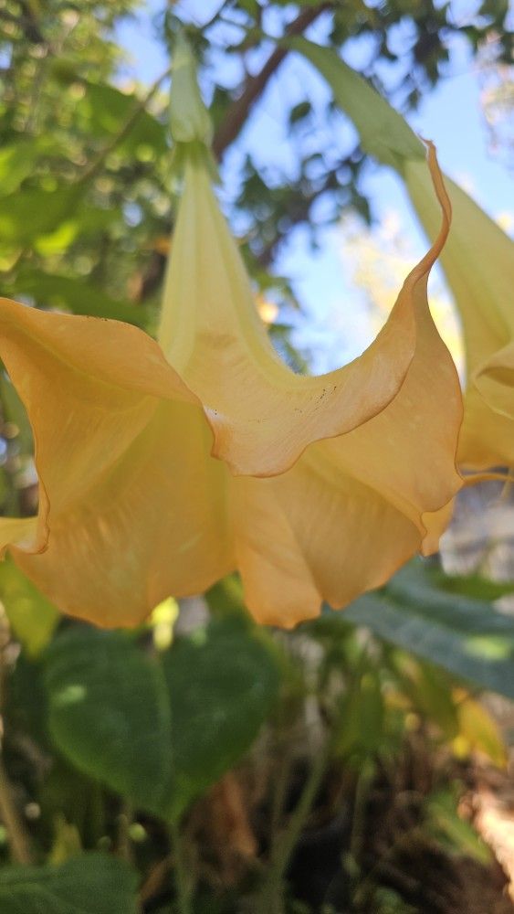 Yellow Trumpet.