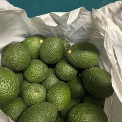 Freshly Picked Avacados 