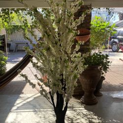 White Cherry bloosm Tree 7ft 