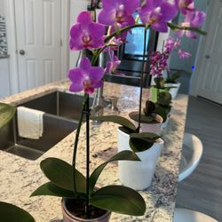 Orchid Plant 