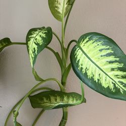 Great Plant From Whole Foods 