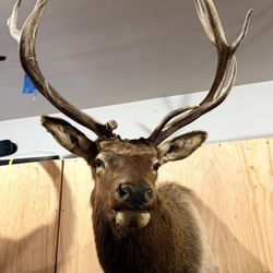 Elk Mount