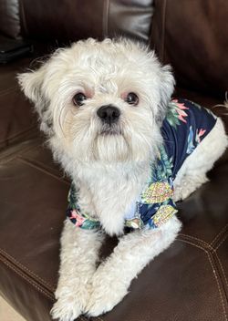 Small Dog Shirts Size M Qty 4