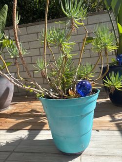 Potted Plant