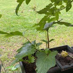 Green Plant In A Pot 