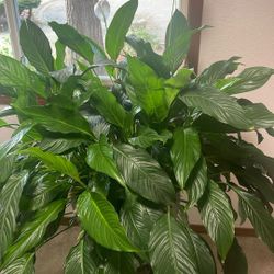 Giant Peace Lily