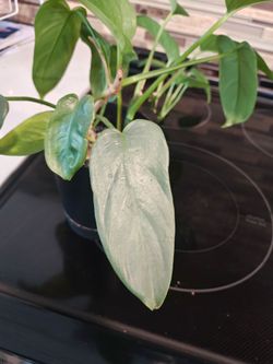 Philodendron silver sword
