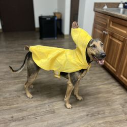 Dog Banana Costume
