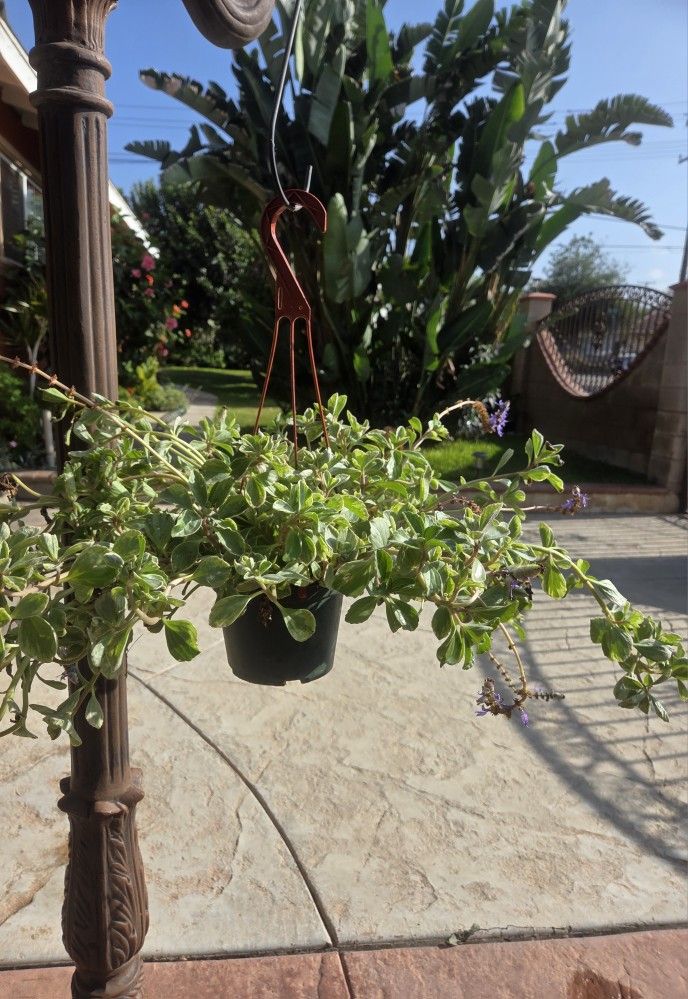Hanging Rate Succulent