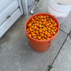 Naranja China
