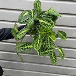 6” Big Maranta Leuconera Lemon